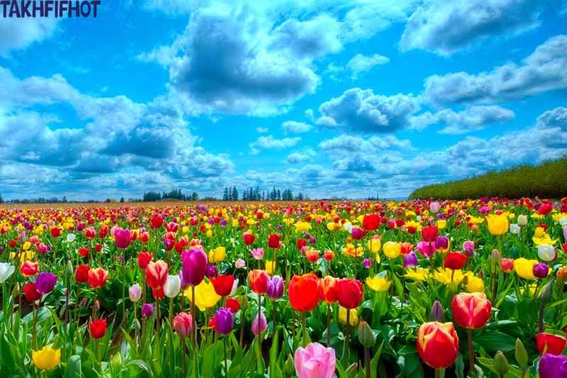 دشت لاله ها