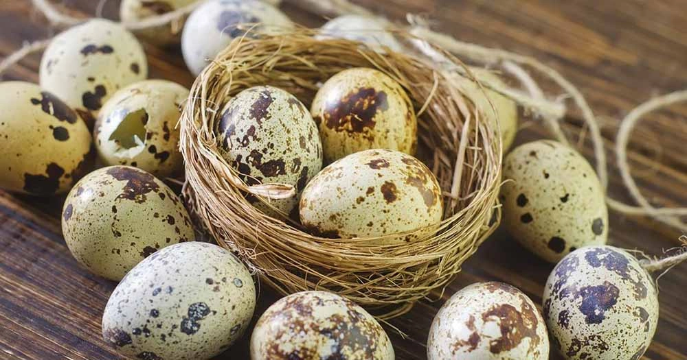 تخم بلدرچین برای کودکان 