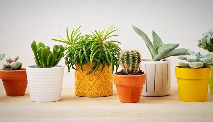 سایت کافه گلدون