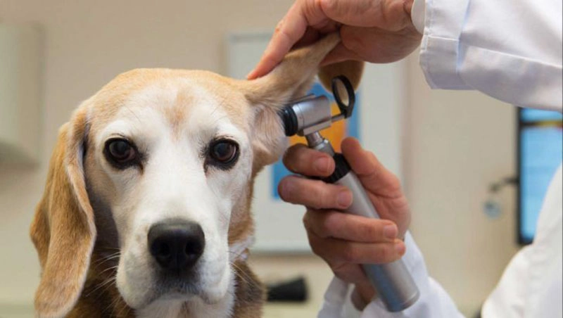 کلینیک دامپزشکی